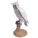 Horned Owl  (BA119)