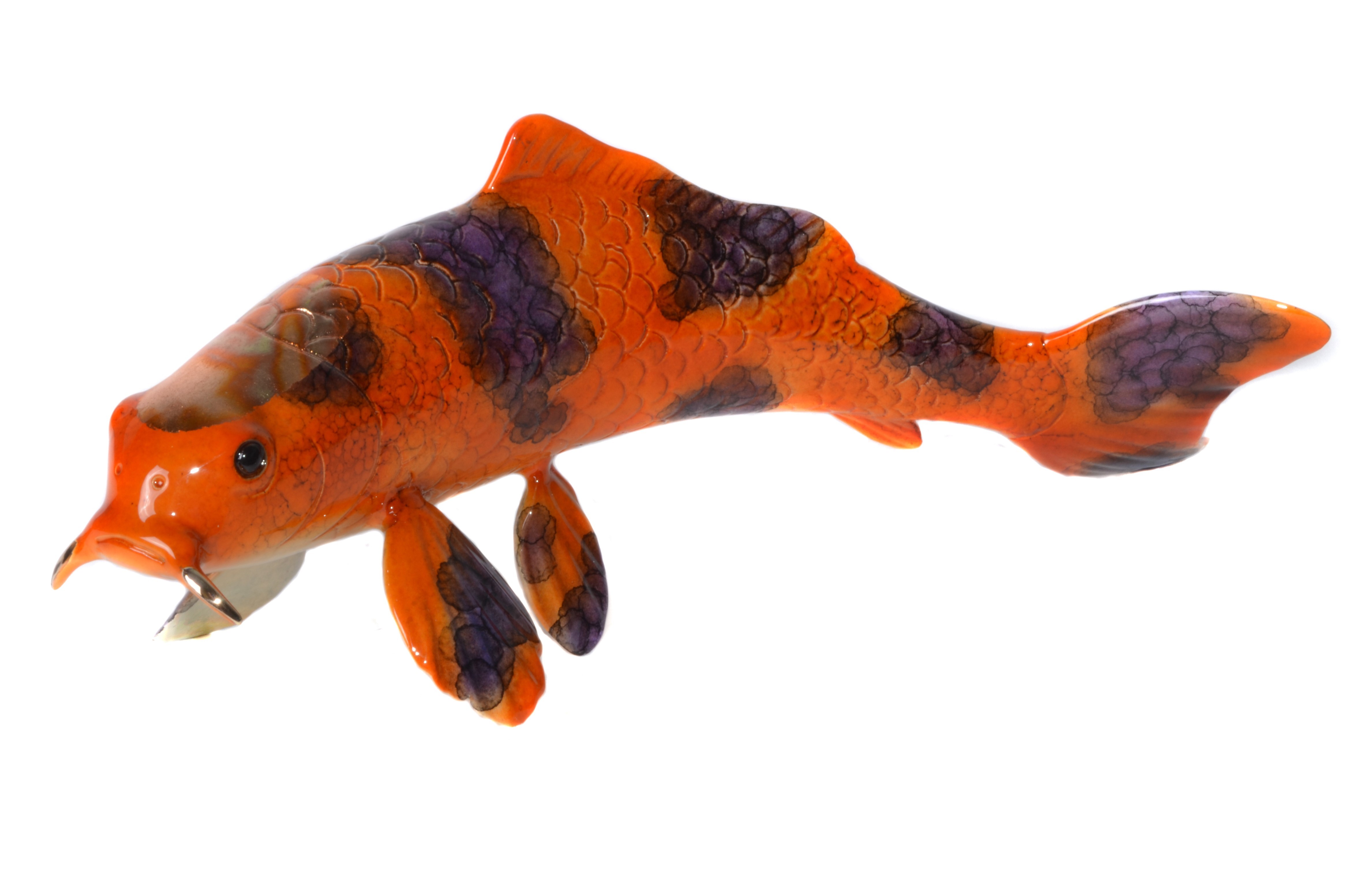 medium koi fish