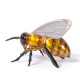 Queen Bee by Jose Munoz