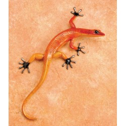Gecko - Fuego by Tim Cotterill