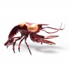 Lobster